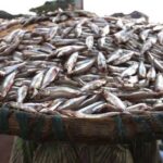 Bukavu : L’insécurité croissante provoque une baisse de la production halieutique sur le lac Kivu