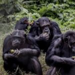 Alors que la guerre fait rage à l’Est  de la RDC L’ONG Eagle dénonce le  trafic de chimpanzés 
