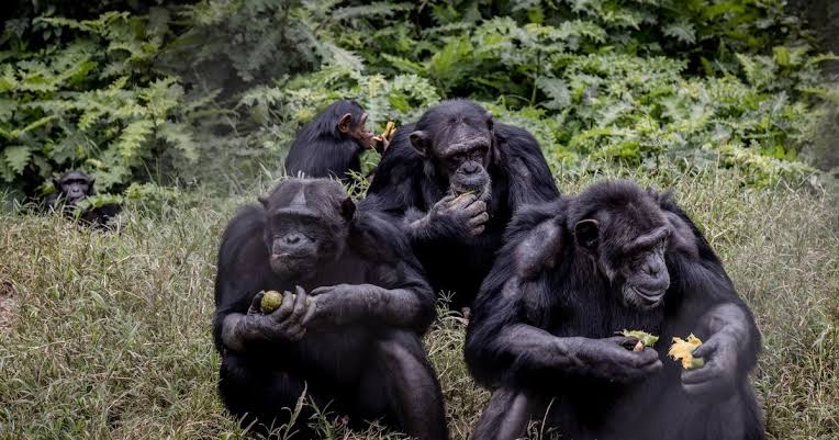 Alors que la guerre fait rage à l’Est  de la RDC L’ONG Eagle dénonce le  trafic de chimpanzés 