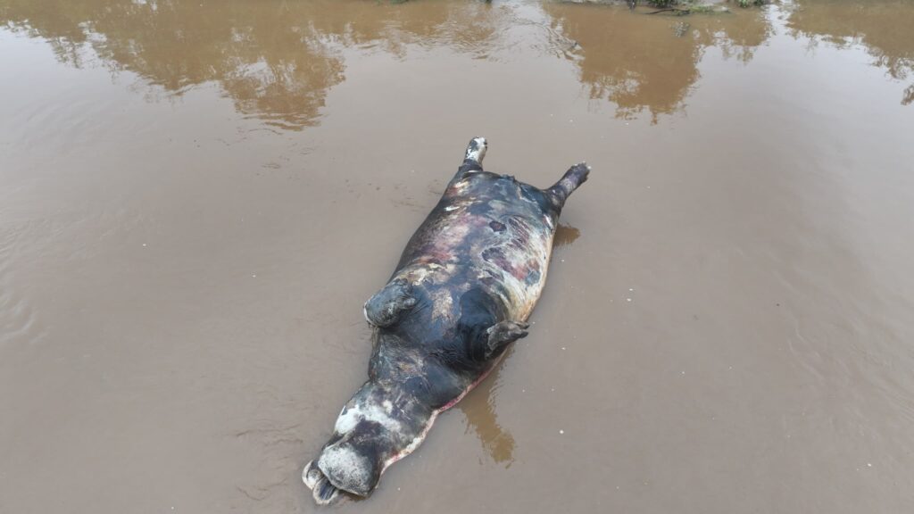 Tragédie écologique à Lulimbi : 35 hippopotames décimés en deux jours sur les rives du lac Édouard