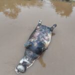 Tragédie écologique à Lulimbi : 35 hippopotames décimés en deux jours sur les rives du lac Édouard