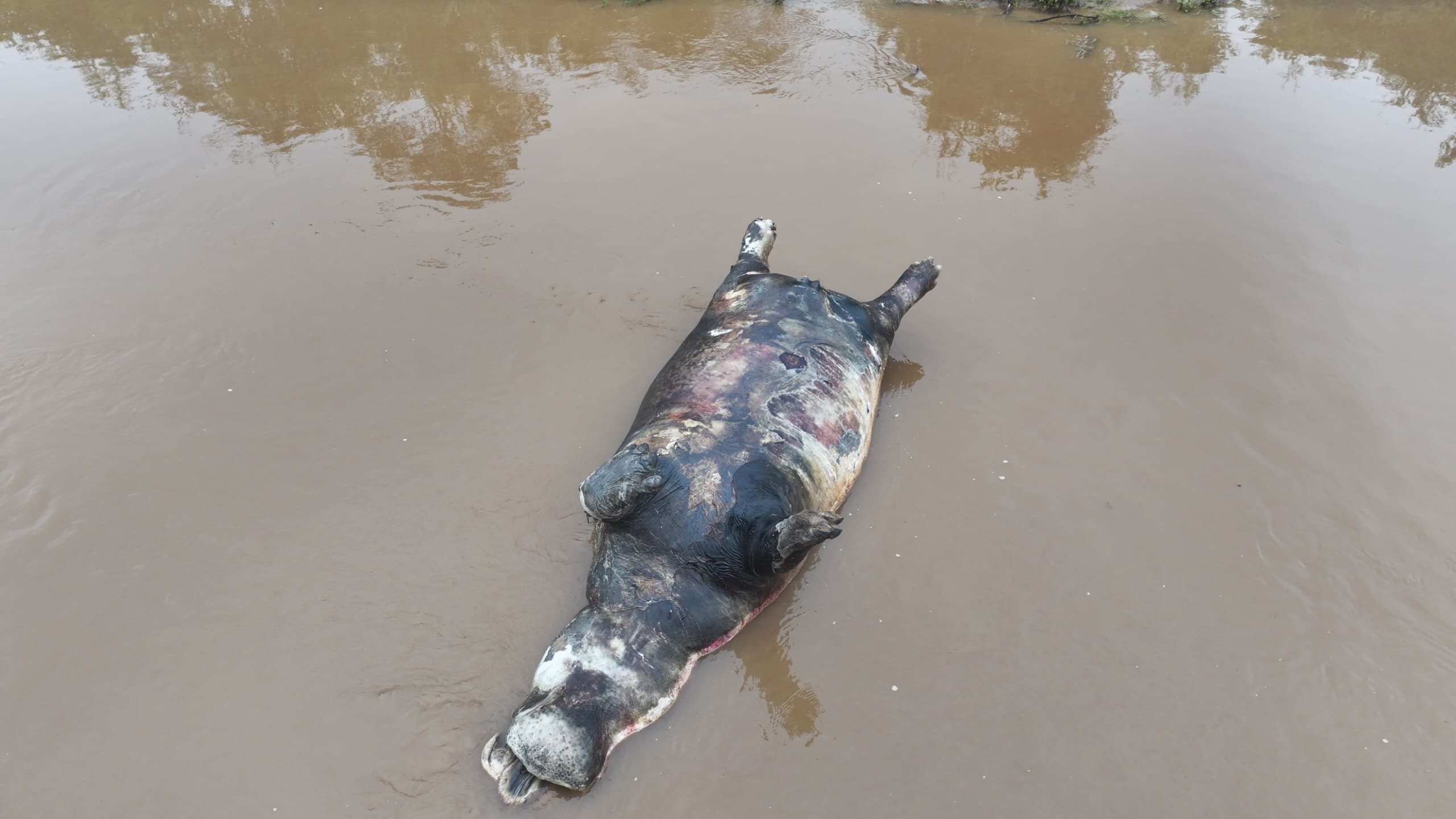 Tragédie écologique à Lulimbi : 35 hippopotames décimés en deux jours sur les rives du lac Édouard