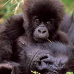 Le Parc national des Virunga : 100 ans de patrimoine menacé par l’insécurité et la pression humaine