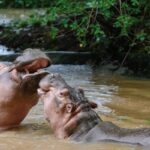Ruzizi : une hécatombe d’hippopotames alerte la société Civile  Environnementale