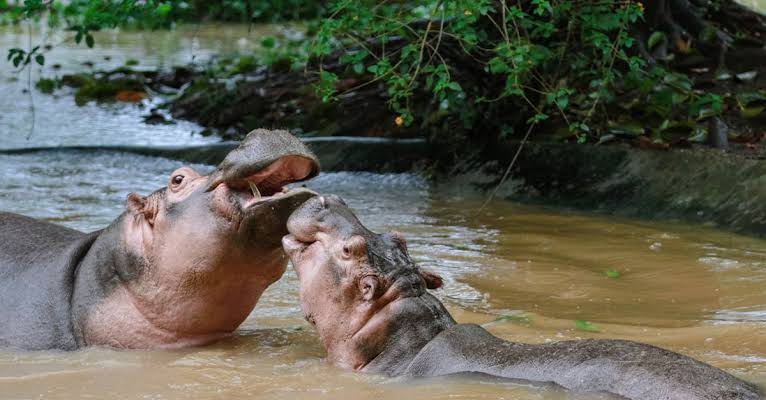 Ruzizi : une hécatombe d’hippopotames alerte la société Civile  Environnementale