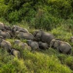 Épizootie aux abords du Parc des Virunga : l’ICCN appelle à la vigilance