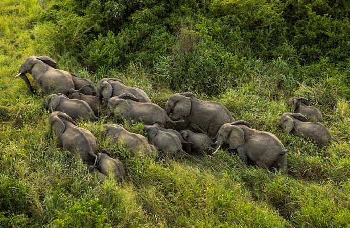 Épizootie aux abords du Parc des Virunga : l’ICCN appelle à la vigilance
