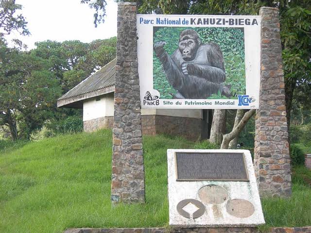 Alerte à la déforestation dans le Parc National de Kahuzi-Biega : Les écologistes tirent la sonnette d’alarme