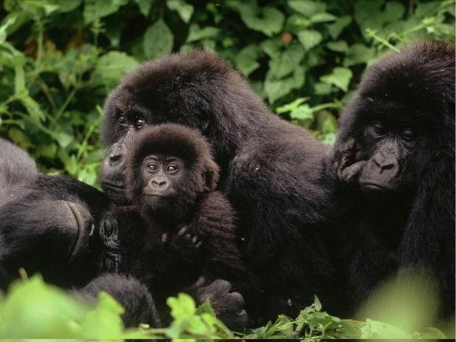  Tentative de capture et de vente illégale d’un bébé gorille dans le Parc National de Kahuzi-Biega , Alertent la Société Civile Environnementale et Agro-Rurale du Congo (SOCEARUCO Sud-Kivu)
