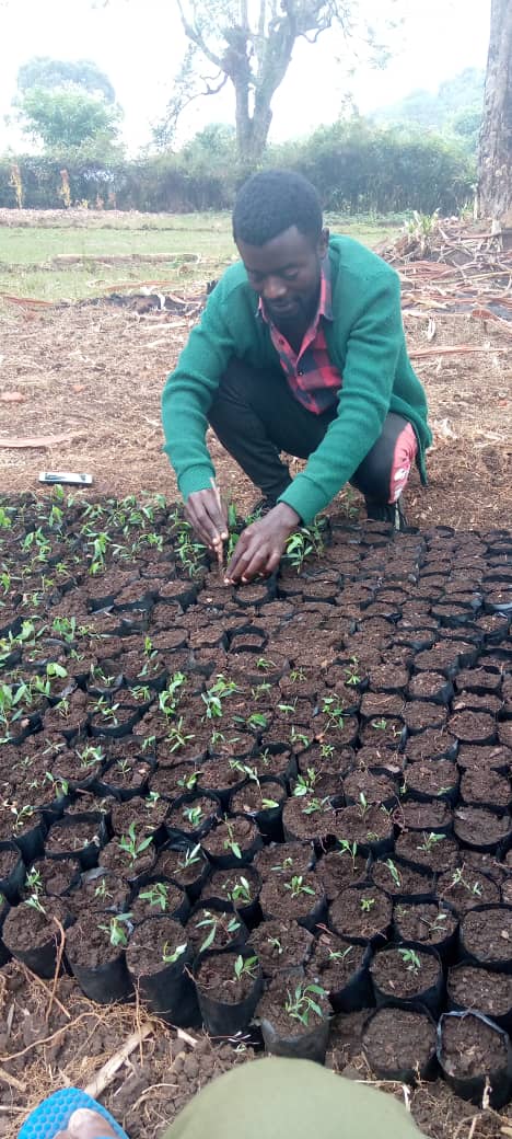 Sud-Kivu : Bijiro Kaberha, une voix verte enracinée dans la défense de l’environnement, plante des arbres pour la reforestation et lutte contre les feux de brousse qui détruisent l’habitat des petits mammifères
