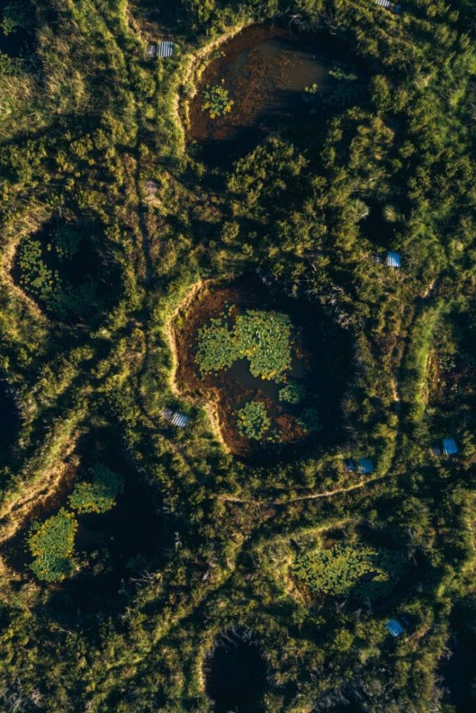 Journée internationale de la biodiversité : à agir en harmonie avec la nature, message des Organisations des Nations Unies 