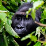 SUD-KIVU : Des jeunes engagés pour la sauvegarde du Parc National de Kahuzi-Biega réunis au sein du ROJECF-RDC dénoncent le déboisement du Parc et appelle aux autorités aux autorités du M23 d’agir en faveur du parc