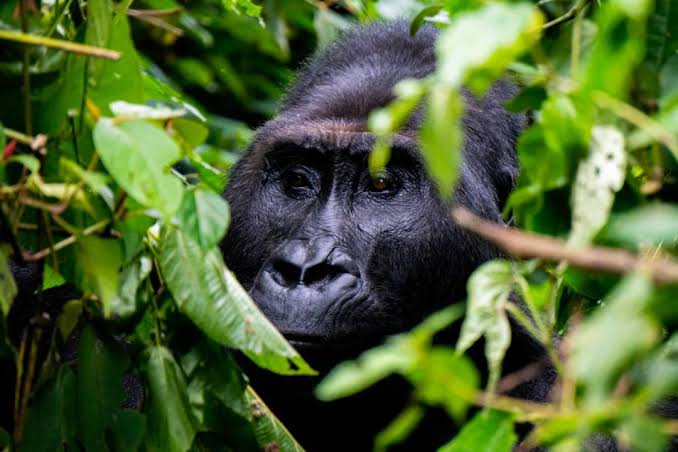 SUD-KIVU : Des jeunes engagés pour la sauvegarde du Parc National de Kahuzi-Biega réunis au sein du ROJECF-RDC dénoncent le déboisement du Parc et appelle aux autorités aux autorités du M23 d’agir en faveur du parc