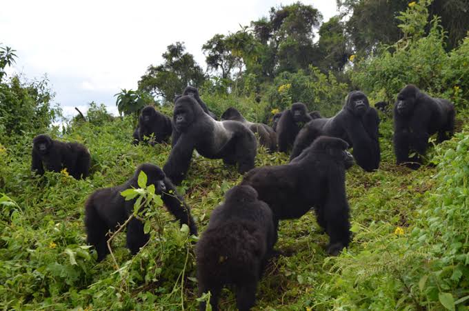 Journée mondiale des espèces menacées : Les gorilles des montagnes, symbole d’une biodiversité en péril