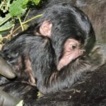 Une naissance pleine de joie au Parc des Virunga : un bébé gorille rejoint la famille Wilungula
