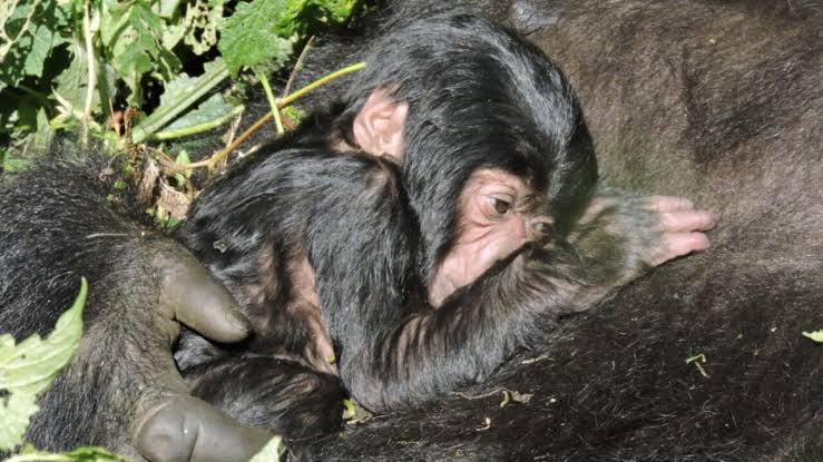 Une naissance pleine de joie au Parc des Virunga : un bébé gorille rejoint la famille Wilungula