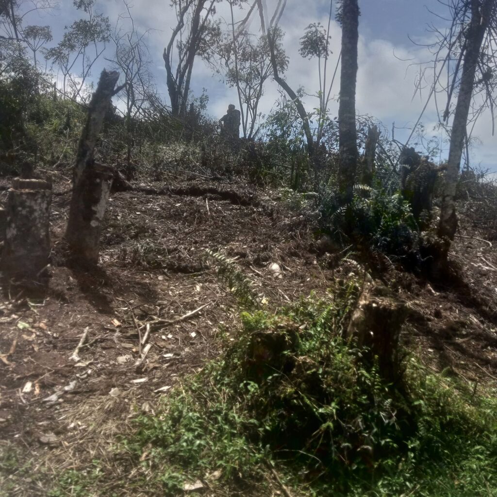 Sud-Kivu : Le Parc National de Kahuzi-Biega sous pression entre guerre, déforestation et oubli des communautés locales