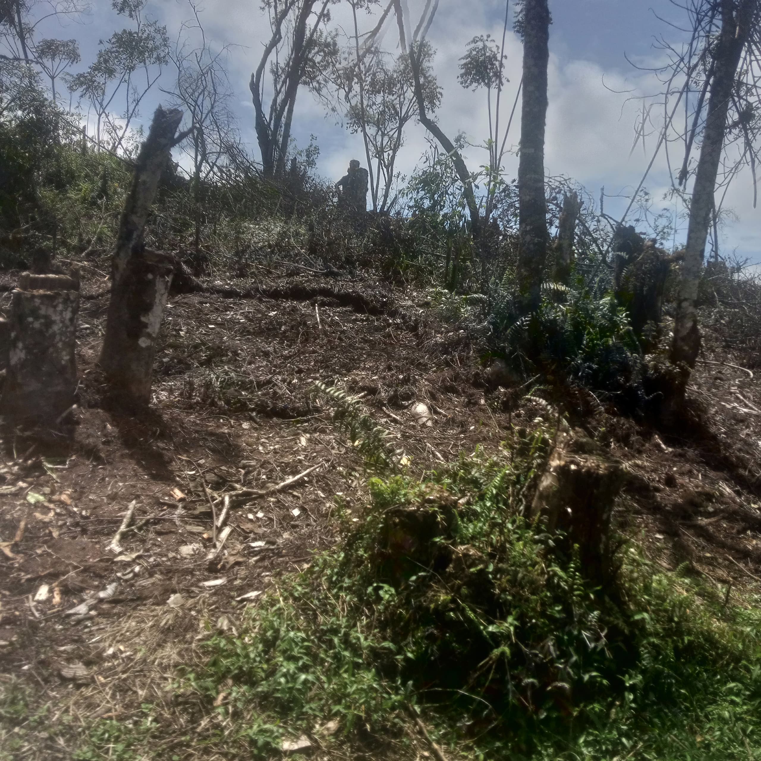 Sud-Kivu : Le Parc National de Kahuzi-Biega sous pression entre guerre, déforestation et oubli des communautés locales
