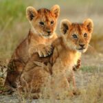 Lubumbashi : saisie de trois lionceaux blancs, six suspects arrêtés pour trafic d’espèces protégées