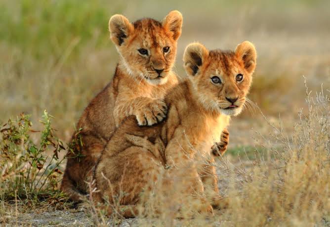 Lubumbashi : saisie de trois lionceaux blancs, six suspects arrêtés pour trafic d’espèces protégées